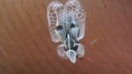 Tigrul platanului, insecta care înțeapă oamenii pentru că îi confundă cu frunzele de copaci, prezentă în România