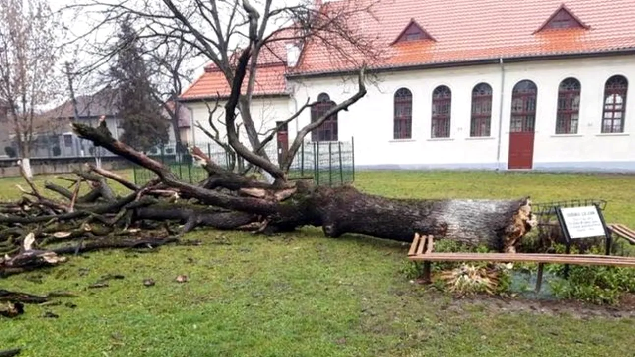 Stejarul lui Arsenie Boca a căzut din senin. Fusese plantat de el, la absolvirea liceului din Brad ca şef de promoţie. „Îl botezaserăm Gorunul lui Zian“