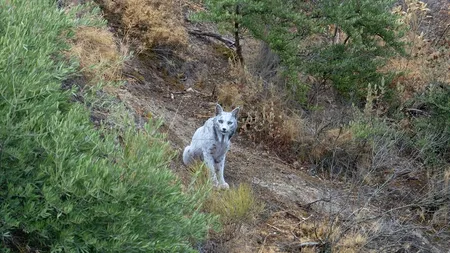 Cea mai rară felină din lume este fotografiată în Spania. De ce râsul iberic alb este considerat o minune a naturii