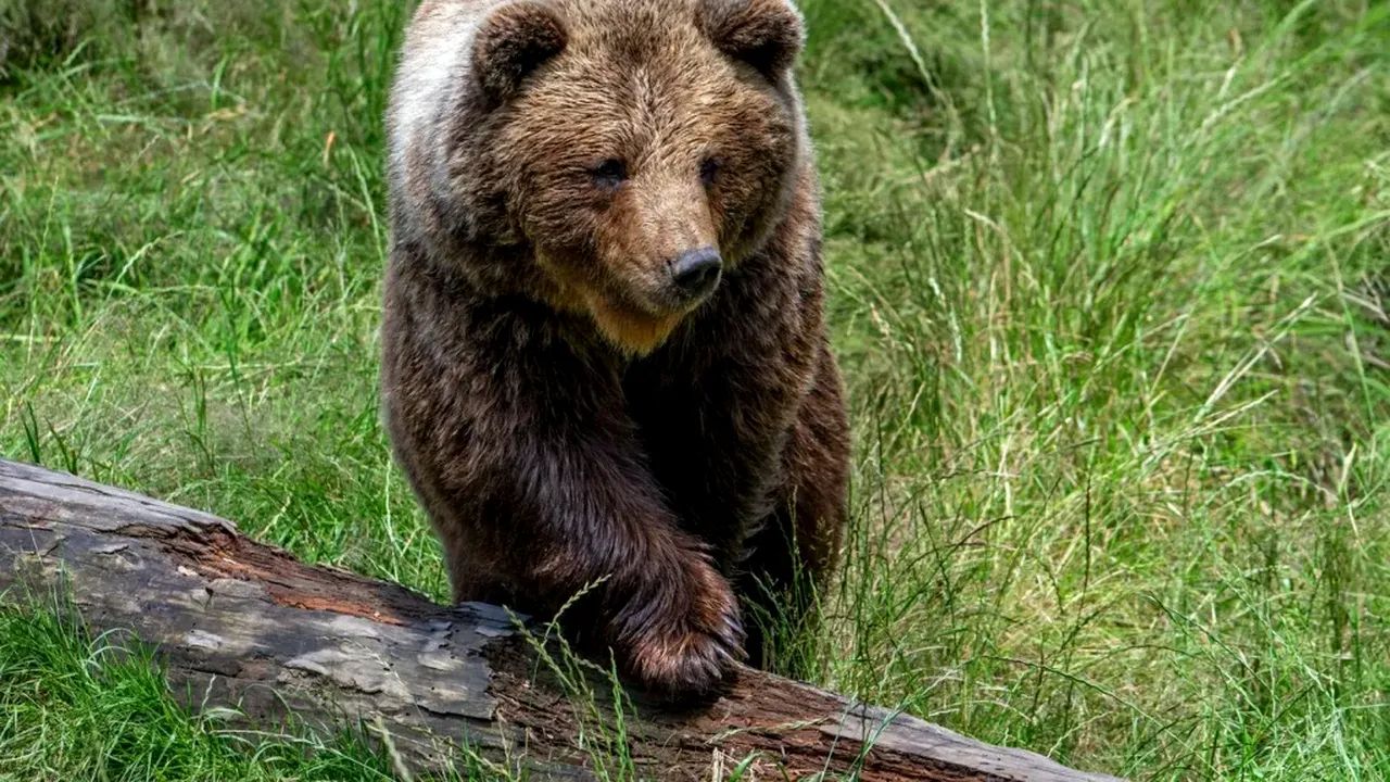 O ursoaică a fost împușcată în Poiana Brașov. Animalul a pus în pericol un grup de copii