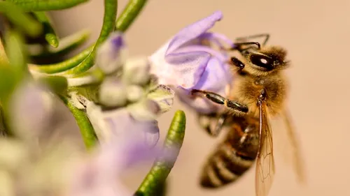 La șase ani de la moratoriul UE, neonicotinoidele încă sunt detectate în mierea de rapiță (STUDIU)