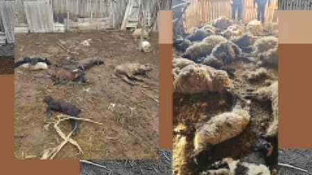 Doljenii se mobilizează pentru a-l ajuta pe ciobanul ale cărui oi au fost UCISE de şacali