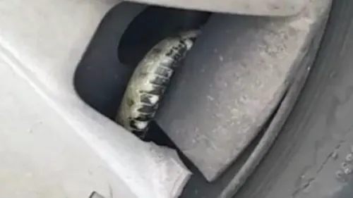 Șarpe descoperit în roata unei mașini de pe un bulevard din Constanța. Din păcate, în loc să-l elibereze, jandarmii au ucis animalul - VIDEO