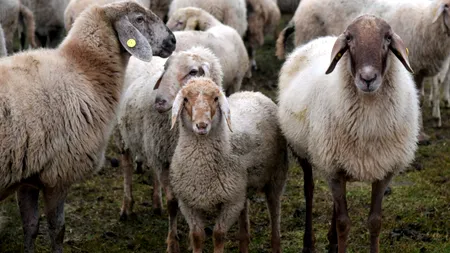 Un cioban a fost spulberat de un șofer neatent. Bărbatul a murit la spital. Opt mioare au fost ucise