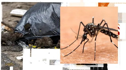Febra Denga și virusul Zika, factori de risc în București. Institutul Cantacuzino atenționează că pot fi transmise boli grave de la țânțari  și șobolani