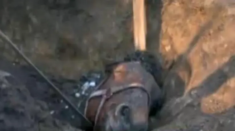 Operațiune dramatică de salvare a unui cal. A căzut într-o groapă de unde a fost după mai bine de o oră de chin
