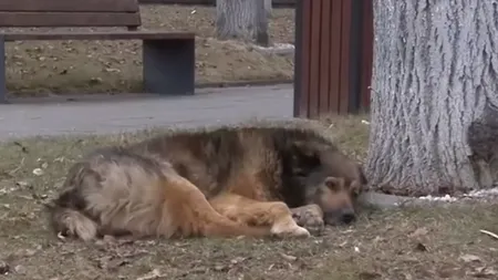 Unui român i-a trecut GLONȚUL pe la ureche după ce a călcat un cățel pe lăbuță în Sardinia. Cum se rezolvă amiabil aceste incidente pe insulă