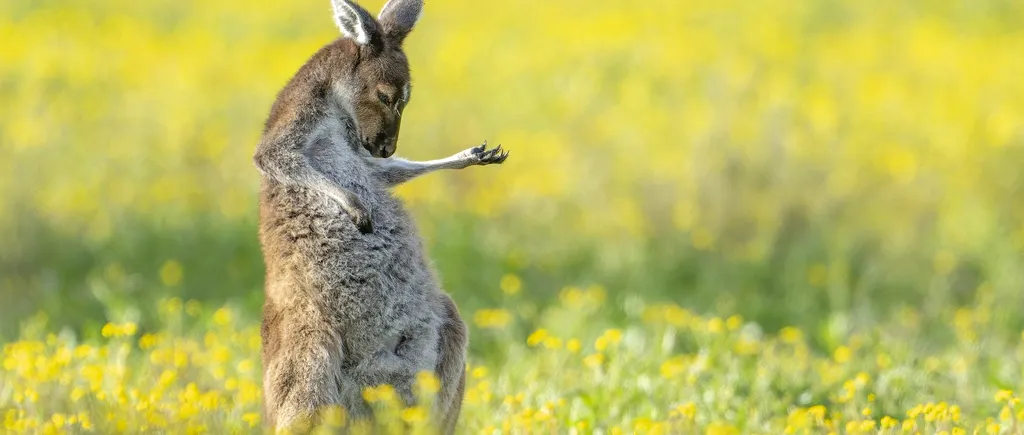 GALERIE FOTO | Comedy Wildlife Photo: Cele mai amuzante fotografii cu animale de anul acesta au fost desemnate