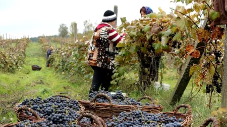 Pe ce dată se culeg strugurii, de fapt. Fermierii explică SECRETUL
