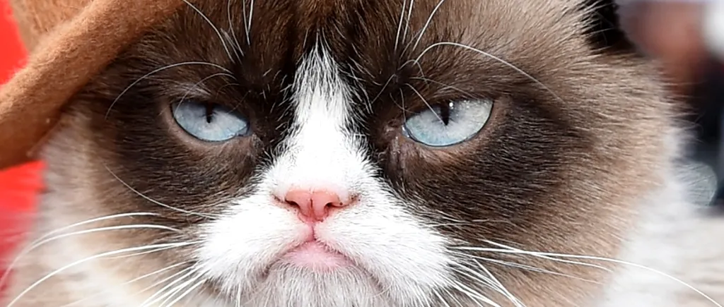 Grumpy Cat, una dintre cele mai celebre pisici din lume, a murit la vârsta de 7 ani