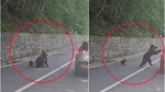 Ce ar fi determinat-o pe ursoaica de pe Transfăgărășan să-l atace pe turistul bulgar. Noi imagini scot la iveală detalii despre incident
