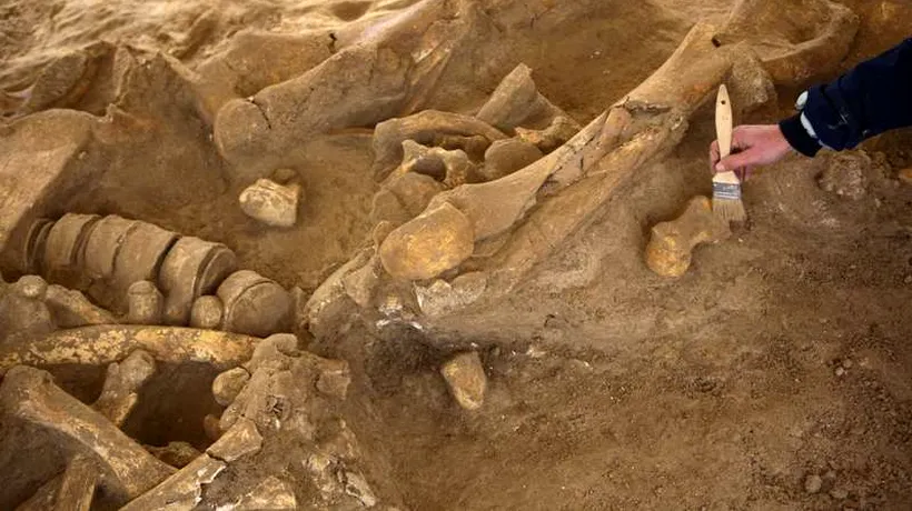 Scheletul unui mamut de acum 20.000 de ani, găsit în stare perfectă de conservare
