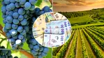 MADR prelungește până la 30 noiembrie termenul pentru finanțarea investițiilor în sectorul vitivinicol