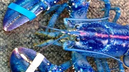 GALERIE FOTO. Cele mai ciudate 10 animale. Numărul șapte este de-a dreptul incredibil