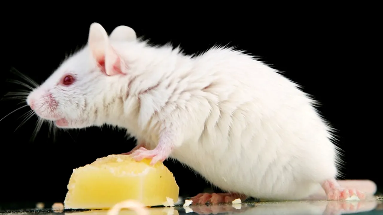 PETA critică atribuirea Nobelul pentru medicină din 2014, din cauza experimentelor pe șoareci