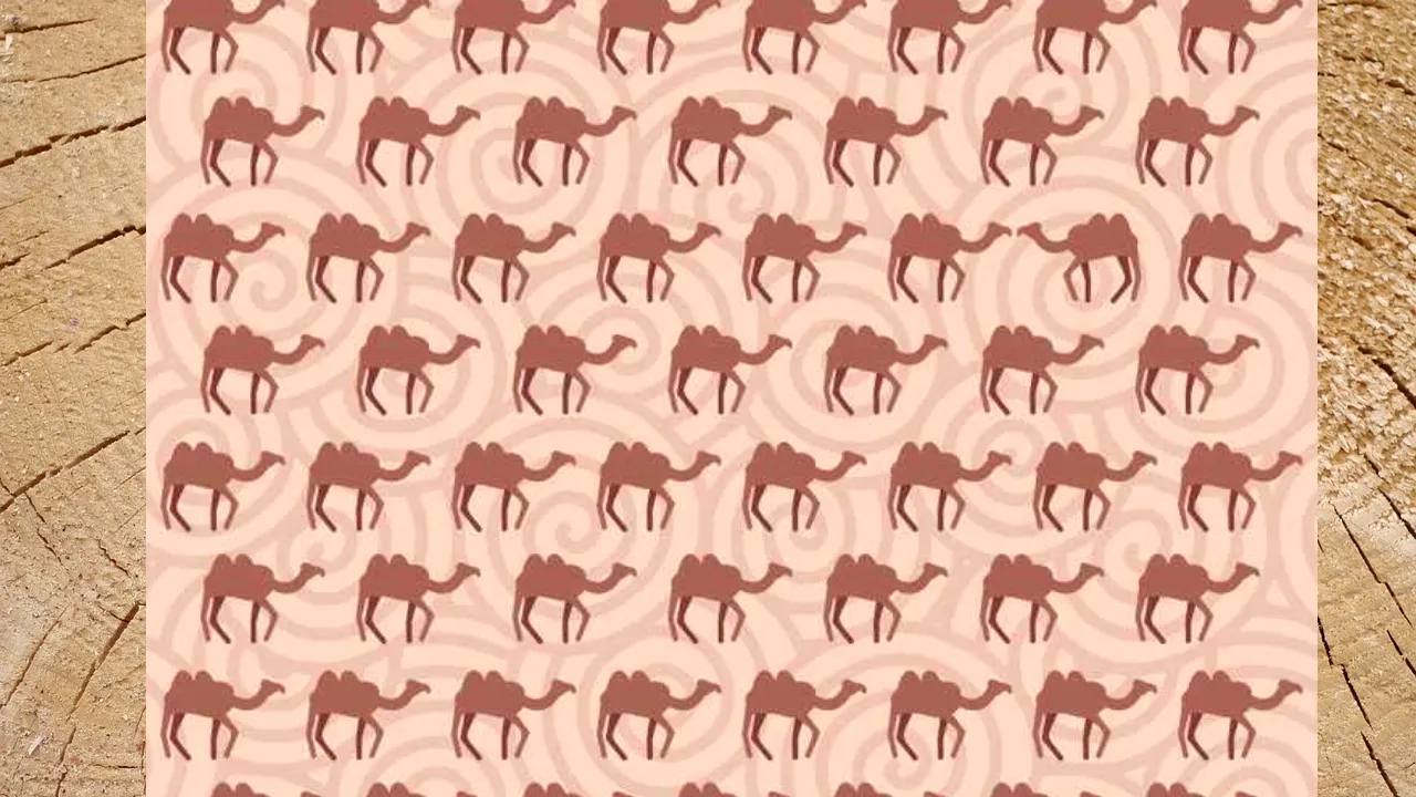 Test IQ | Găsiți cămila diferită de celelalte, în cel mult 5 secunde