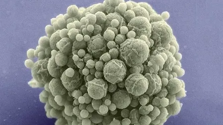 A fost descoperită cea mai simplă formă de viață