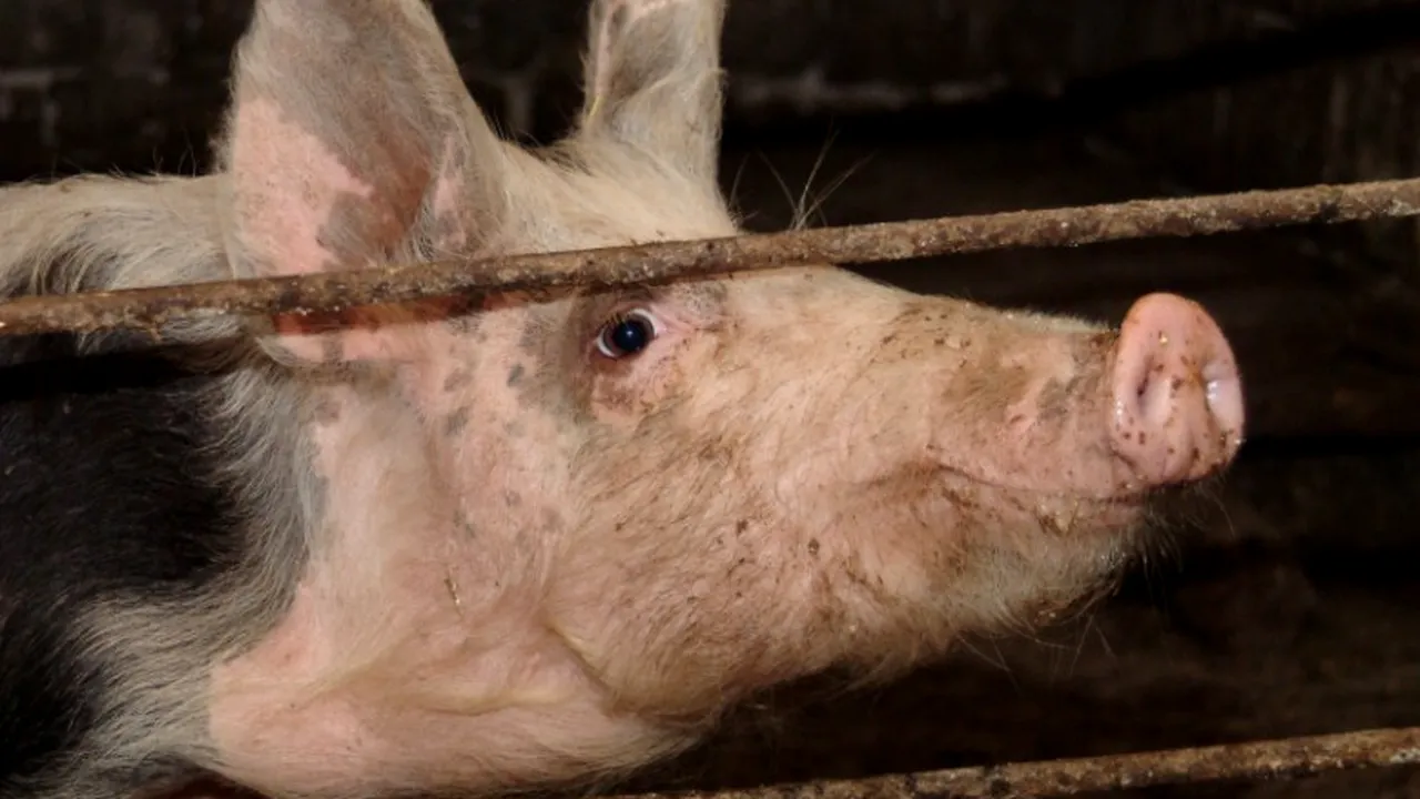 FOTO. Cea mai nouă și inedită teorie evoluționistă: omul se trage din porc 