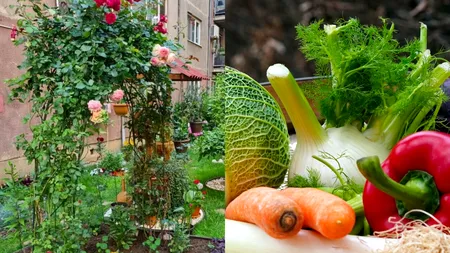 Legume între blocuri la Rogerius. Cartierul din Oradea în care vecinii cultivă zarzavaturi