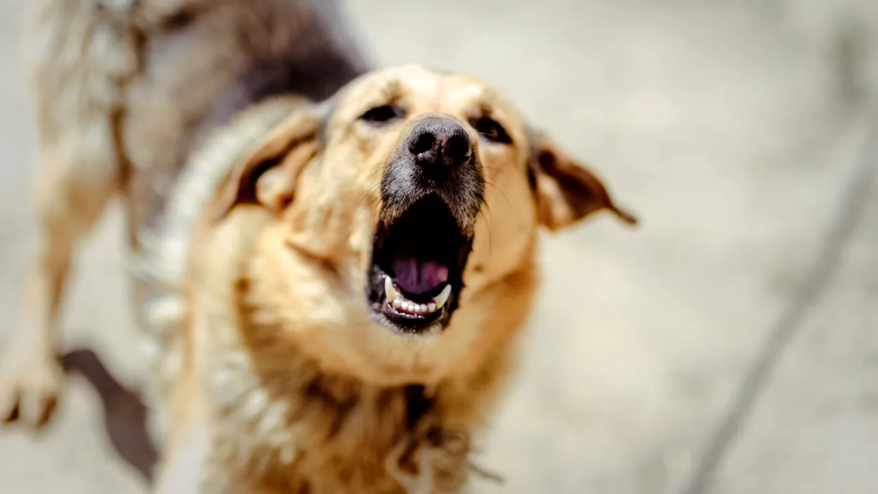 Fostul şef al Gărzii de Mediu, apropiat al Anei, femeia sfâșiată de câini: Era un om ca oricare dintre noi, cu un copil, cu studii doctorale. Este victima ineficienței administrației