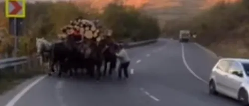 Video. Trei căruțași obligă cinci cai să tragă o căruță uriașă de lemne pe un deal din județul Vaslui
