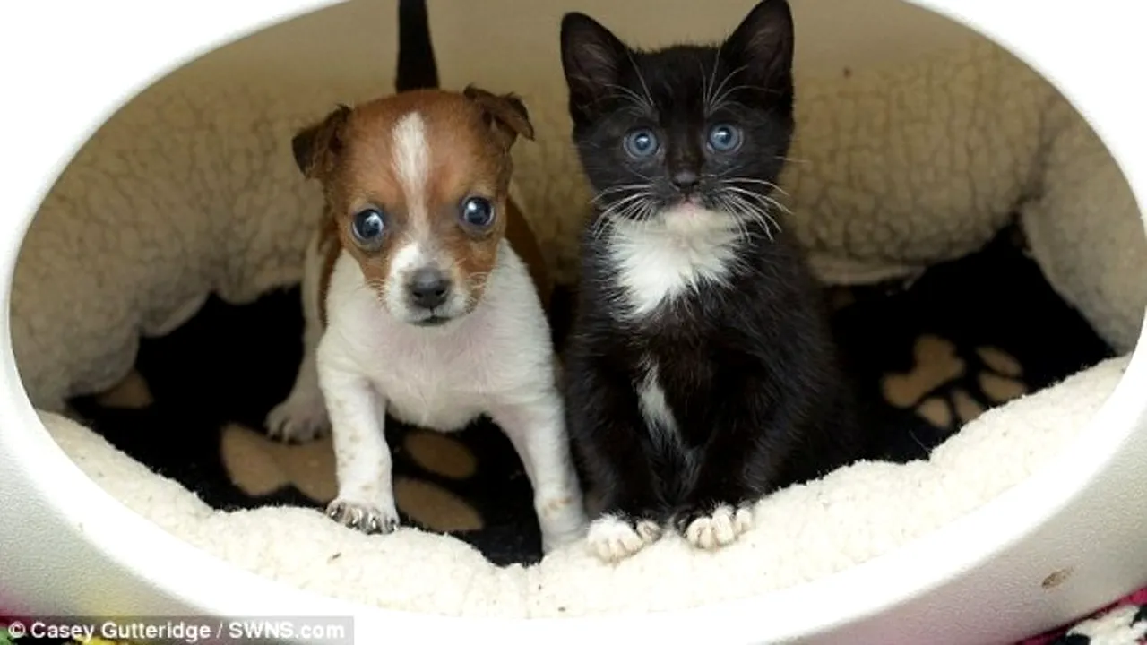 IMAGINILE care contrazic tot ce știai despre câini și pisici