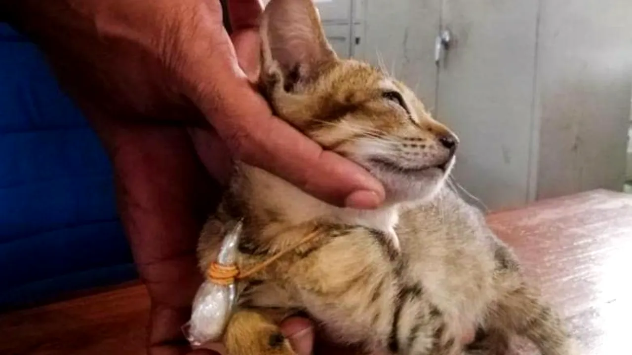 O pisică reținută pentru trafic de droguri a evadat dintr-o închisoare de maximă siguranță din Sri Lanka