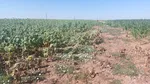 LOVITURĂ pentru agricultorii din Dolj. Culturile de porumb și floarea – soarelui , în pericol: „Nu a mai plouat din 8 iunie”
