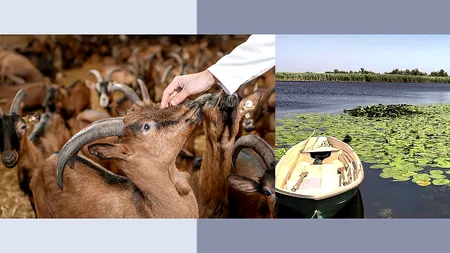 Fermierii cer izolarea CIUMEI CAPREI în Tulcea. Dacă focarul de pestă 