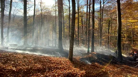 Incendiu izbucnit într-o pădure din Sinaia, în apropierea unei cabane