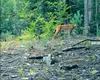 RÂS surprins de camerele de monitorizare montate în Parcul Naţional Semenic – Cheile Caraşului. Imaginile au fost distribuite de Romsilva