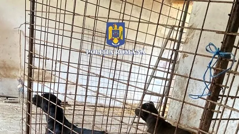 FOTO | Câini mutilați într-o crescătorie din Sălaj. Procurorii fac mai multe percheziții