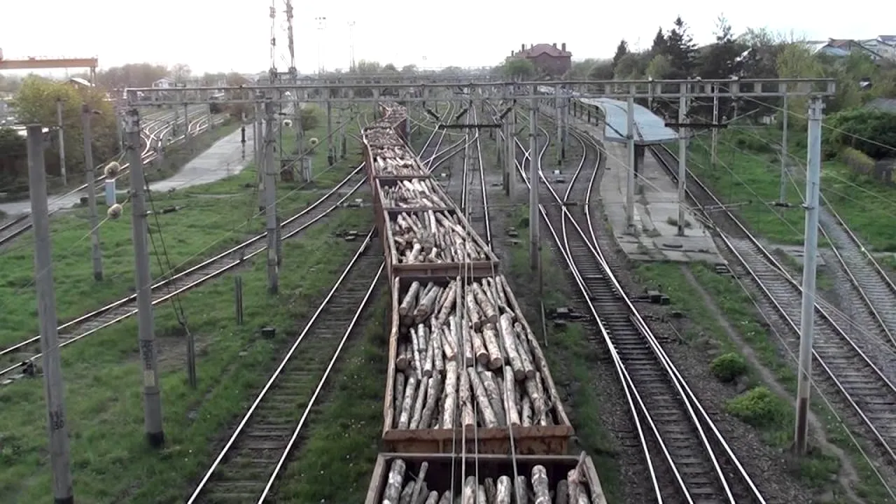 HALUCINANT. Tăieri ilegale de păduri? Lemn exportat în străinătate? Fake news! Ministrul Mediului, afirmații șocante! VIDEO