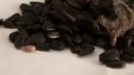 FOTO+VIDEO. Surpriză neplăcută pentru o femeie din Botoșani. Ce a găsit într-o pungă cu semințe