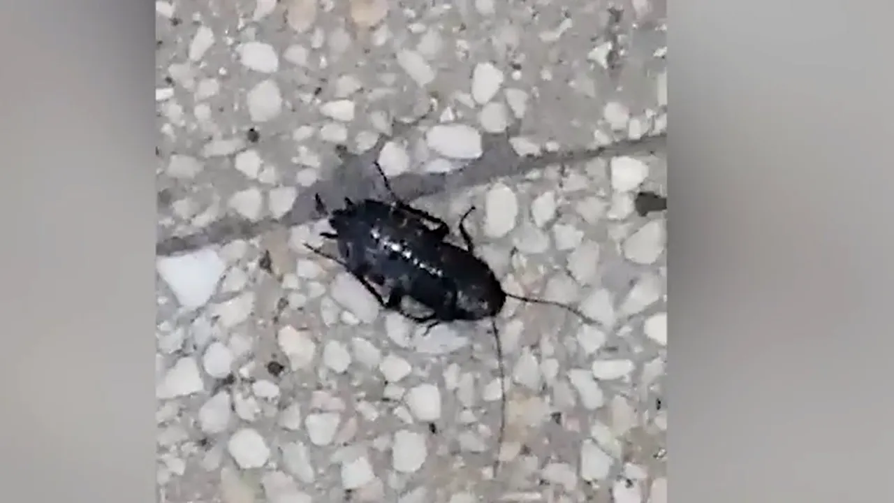 Gândaci la Spitalul Tractorul din Braşov. Pacient: ”Am fost şocat”