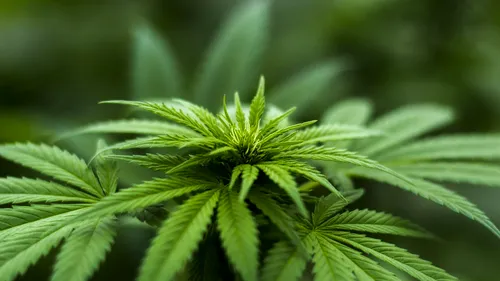 Plante de cannabis de 2,5 metri înălțime, găsite după percheziții în Mehedinți