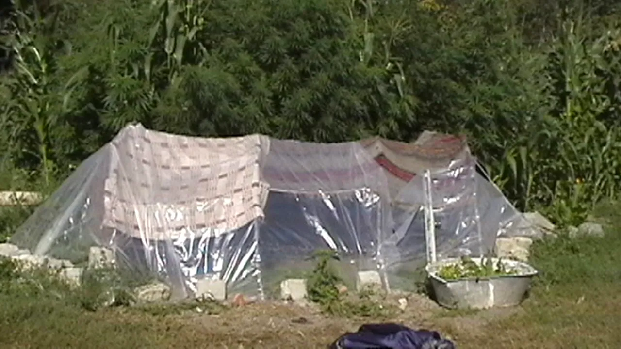 Tânăr de 18 ani, care recolta și cultiva canabis, arestat preventiv