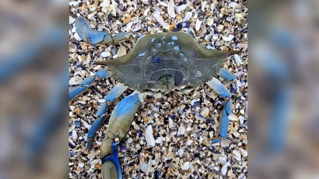 O nouă specie invazivă, descoperită pe o plajă din Constanța. Crabul albastru, originar de pe coasta de Vest a Atlanticului. Ce probleme aduce