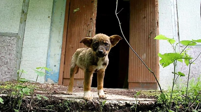 Maidanezii de la Cernobîl. Cum trăiesc sute de câini în zona de excludere a dezastrului nuclear / Animalele abandonate și-au format propria comunitate - FOTO