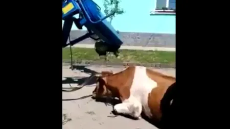 Dosar penal pentru bărbatul care a legat o văcuță de tractor și a târât-o în genunchi pe șosea: E a mea. Fac ce vreau. VIDEO nerecomandat