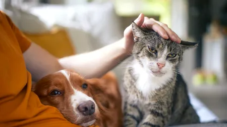 Cum trebuie protejate animalele de companie, pe timp de CANICULĂ. Sfaturi utile pentru proprietari