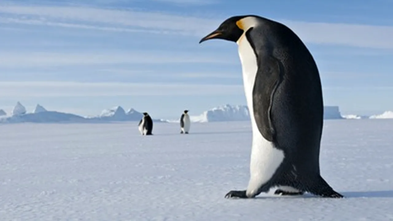 Un pinguin de 2 metri înălțime a trăit în Antarctica