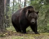 Fenomenul „turismului la URS” în Poiana Brașov. Momeală pusă intenționat pentru a atrage fiarele sălbatice în zonele frecventate de turiști