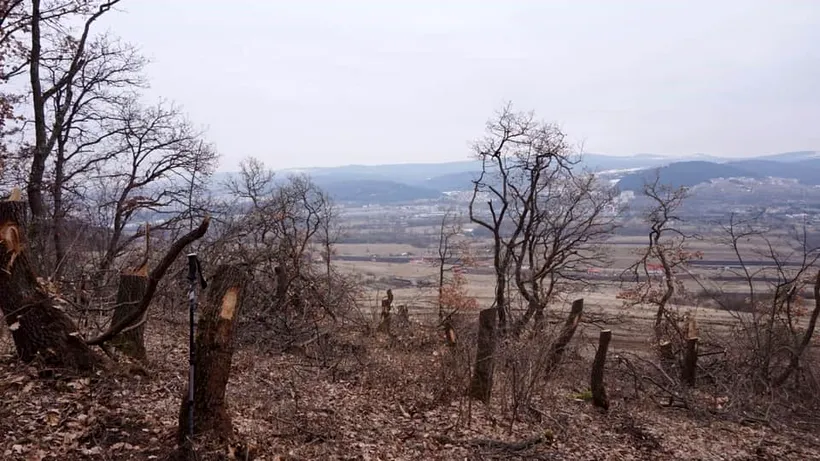 Peste 3.300 de copaci tăiați ilegal în Munții Rodnei. Pădurarul din zonă este cercetat disciplinar