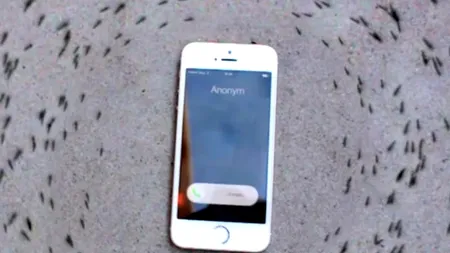 Clip viral. De ce aceste furnici nu se apropie de un iPhone plasat în mijlocul lor