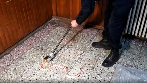 Șarpe recuperat de jandarmi din scara unui bloc din Timișoara. Un locatar a dat alarma la 112 (VIDEO)
