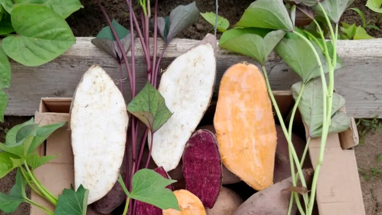 Cercetătorii olteni fac EXPERIMENTE pe legume și fructe, pentru a vedea care rezistă cel mai bine la caniculă