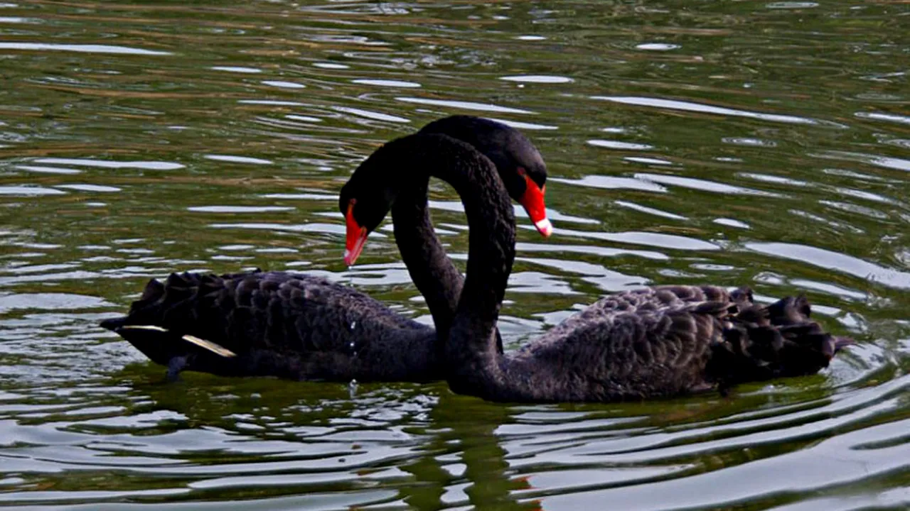 Anul 2015: lebedele negre ale Orientului Mijlociu