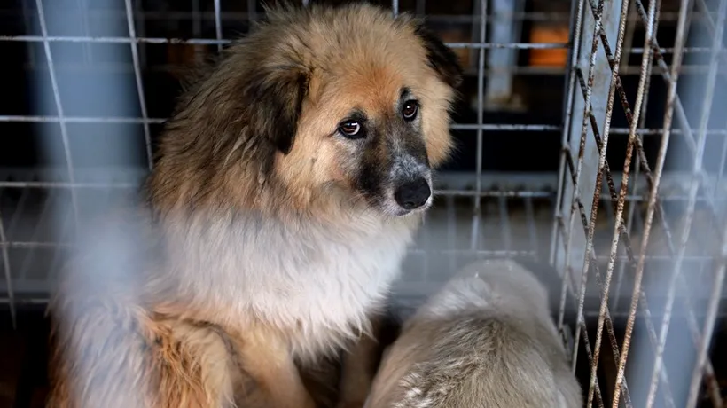 Bucureștenii pot adopta duminică, în parcul Izvor, câini comunitari din adăpostul Dogtown