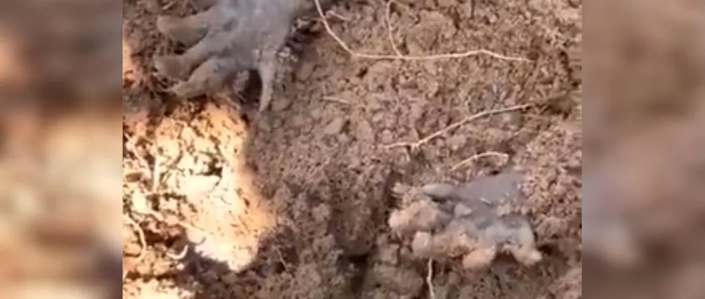 VIDEO | A dat peste aceste gheare care ieșeau din pământ. A tras de una și a încremenit!